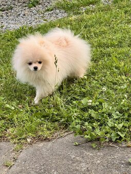 Pomeranian s PP - 6