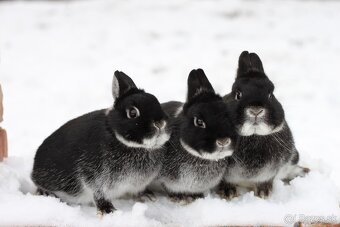 Zakrslý bielopesíkaty čierny - 6