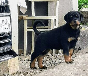 Rottweiler, Rotvajler, RTW - posledný psík - 6