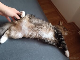 Maine coon - 6