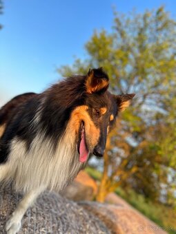 dlhosrstá kólia - 6