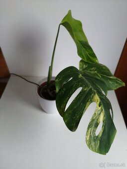 Monstera deliciosa Aurea, Monstera Burle marx - 6