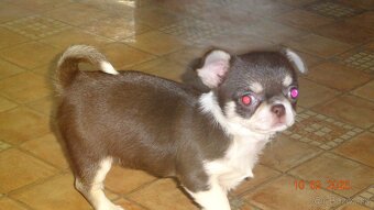 čivava krátkosrstá - 6