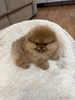 Pomeranian Mini - 6