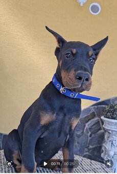DOBERMAN ŠTENIATKA S FCI P.P. - 6