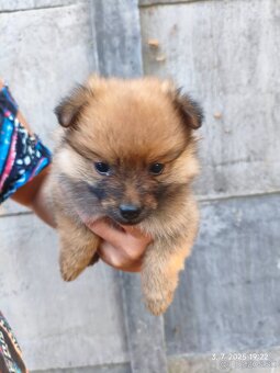 Pomeranian špic oranžovy šteňa k odberu ihneď. - 6