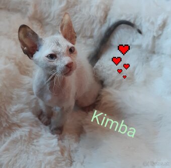 Don Sphynx Mačiatka - 6