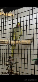 Predám cely chov a drevené voliéry - 6