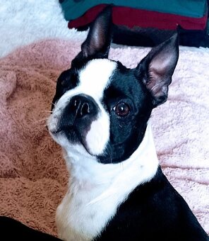 Bostonský teriér,Boston,Boston Terrier - 6