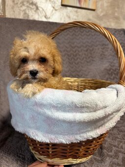 Maltipoo - 6