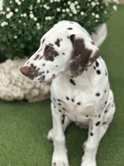 Dalmatínsky pes - 6