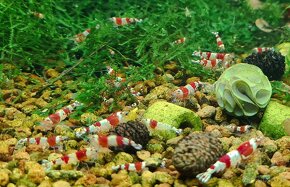 Krevetky Caridina Crystal Black a Red - 6