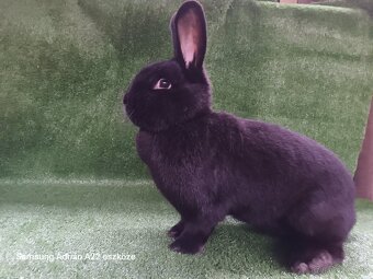 Králiky - 6