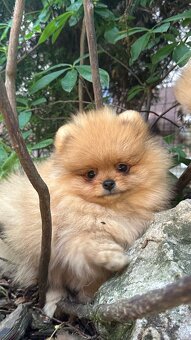 Pomeranian s pp FCI - 6
