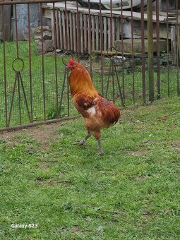 Predám nasadové vajíčka araucana - 6