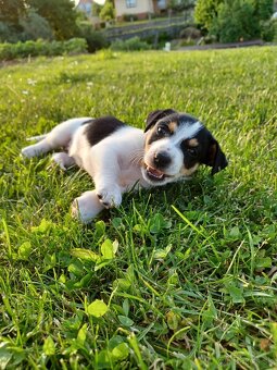 Šteniatka Jack Russel teriér - 6