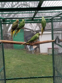 Alexander maly hch - 6