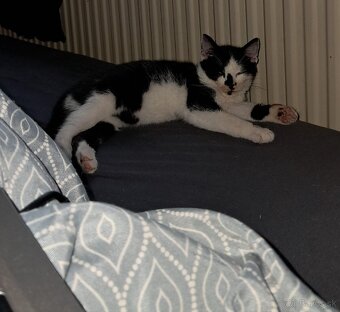 Darujem mačiatko - kocúrik - 6