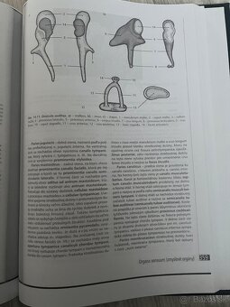 Anatómia Mráz - 6