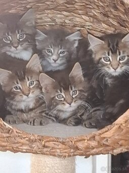 Mainská Mývalia mačka / Maine Coon - 6