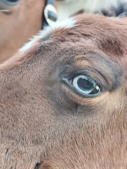 Pripustanie AQHA, APHA, APPA, aj ine - 6