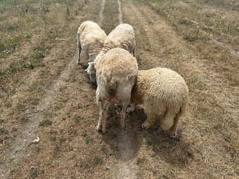 Predavam ovce merino - 6