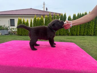 Cokoladovy labrador FCI s PP - 6