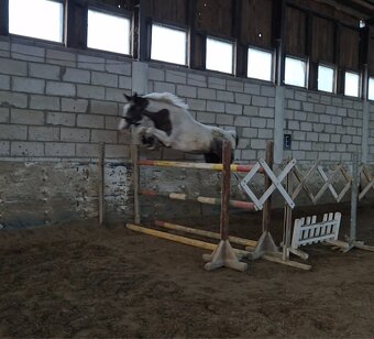 Mladý valach atraktívnej farby - 6