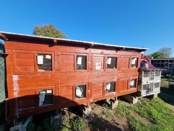 KRÁLIKAREŇ -ZAJAČNÍK - 6