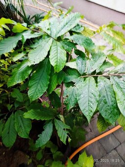 Paw-Paw, banán Severu, Indiánsky Banán, Asimina Triloba - 6
