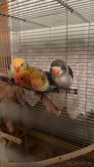 rucne dokrmene agapornisy - 6