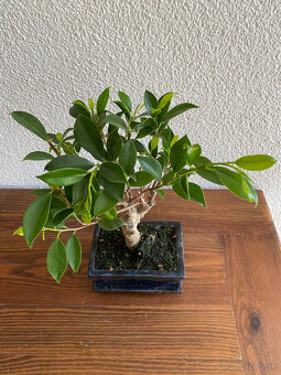 Fikus Ficus Retusa bonsaj2 - 6