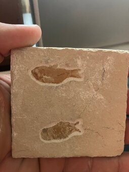 Fosília, skamenelina, rybka - inzerát č.11 Libanon - 6