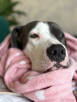 Darujem stafordku - 6