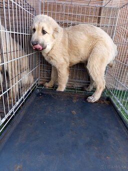 predám šteniatka stredoázijaka - 6