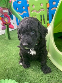 Labradoodle F1B - 6