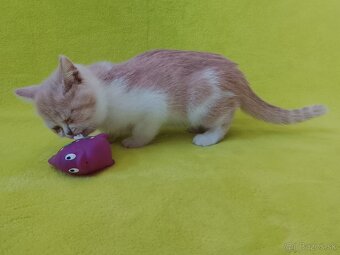 Exotické britské mačiatka - 6