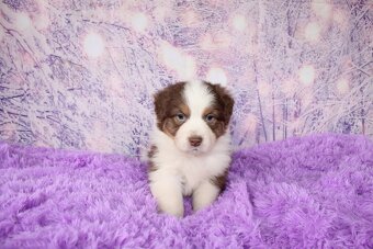 Austrálsky ovčiak - 6