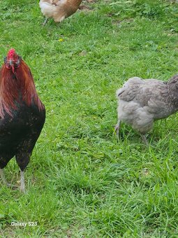 Predám kurčata araucana - 6