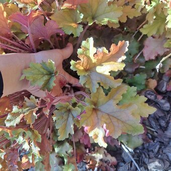 Heuchera Marmelade - 6
