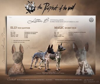 Americký bezsrstý terrier s PP FCI - 6