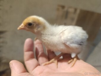 Kuriatka nosníc - 6