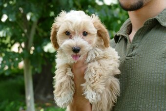Maltipoo (malteze +Pudel = maltipoo) - 6