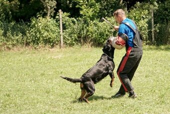 Šteniatka Rottweilera s PP na predaj 🐾 - 6