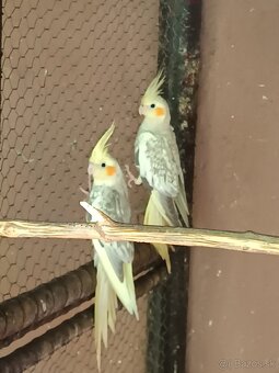 Kakariky , korely - 6