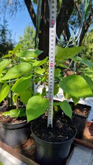 Katalpa severná - Catalpa speciosa (ročné stromčeky) - 6