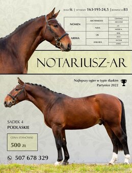 Šlonzák kobylka - 6