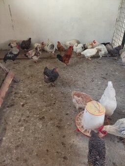 Predám tohtoročných kohútov - 6