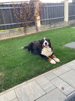 Bernský salašnícky pes - 6