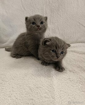 Britské modré mačiatka - 6